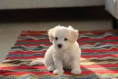 Maltese Terrier Xs Sifir Numara Ev Doğumlu