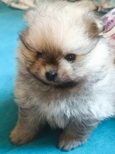 Pomeranian Boo Erkek