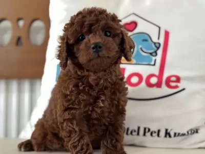 Ankrada Yasal Ruhsatlı Çiftlikden Toy Poodle
