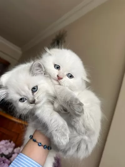 Küçük Minik Totis Scottish Fold Yavrular