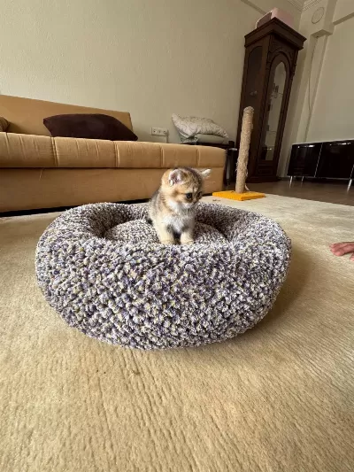 Golden Scottish Fold Dişi Yavrumuz Yeni Yuvasını Arıyor