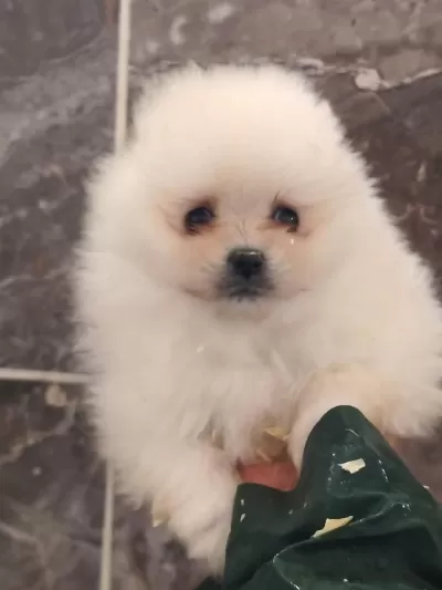 Orjinal Ayı Surat Pomeryan Booo Yavrular