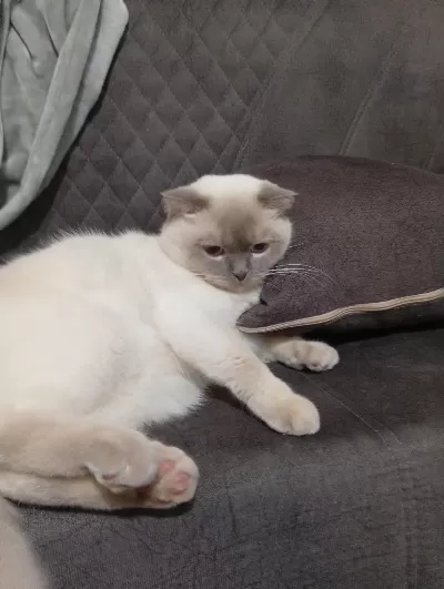 Scottish Fold Kedimiz