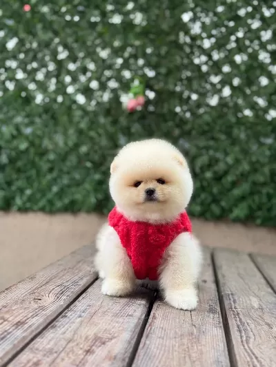 Orjinal Pomeranian Boo Yavrular