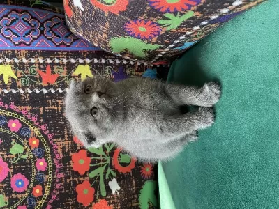 Gri Kırık Kulak Scottish Fold Yavru