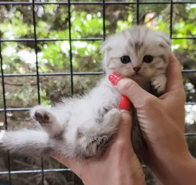 Tabby Line Safkan Scottish Fold Yavrular Catteryden