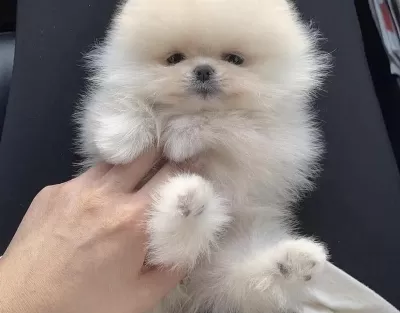 Pomeranian Boo Teddy Bear