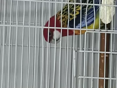 1.5 Yaşinda Erkek Rozella Papağani