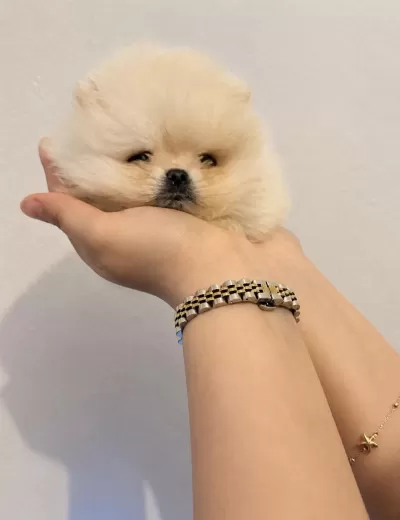 Pomeranian Boo Yavruları