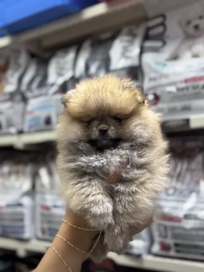Pomeranian Boo Köpeklerimiz
