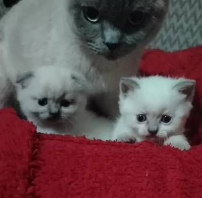 Blue Point Scottish Fold İzmir Buca