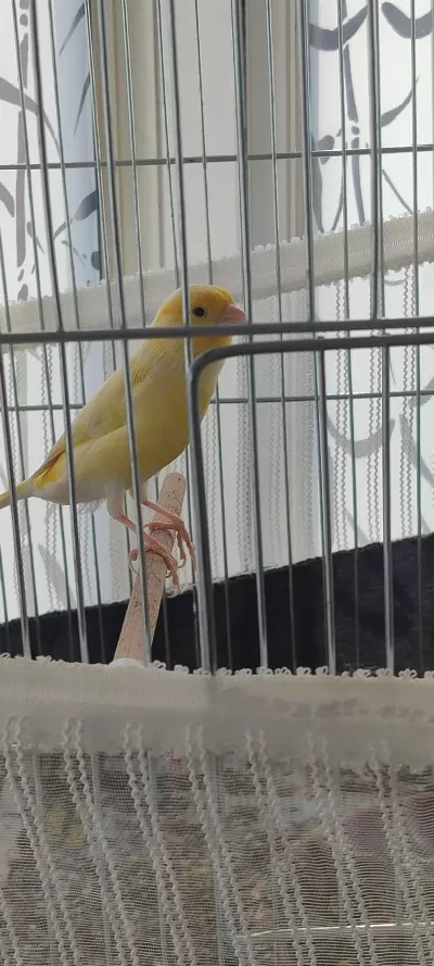 Bangır Bangır Öter Sarı Mozaik Kanarya