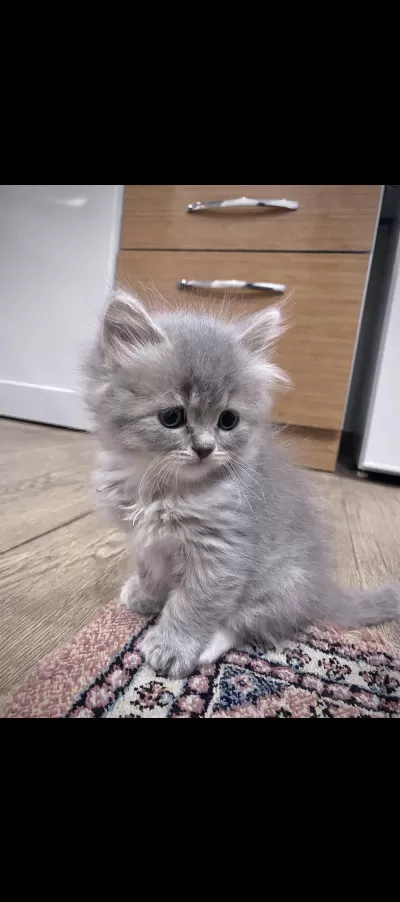 British Longhair 50 Günlük