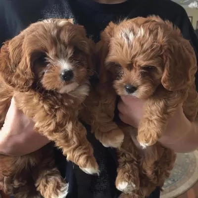 Maltipoo Yavrularımız Aşıları Yapıldı