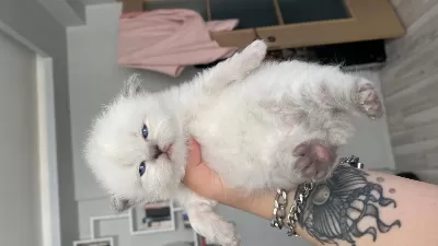 Eskişehir Tepebaşından British Longhair
