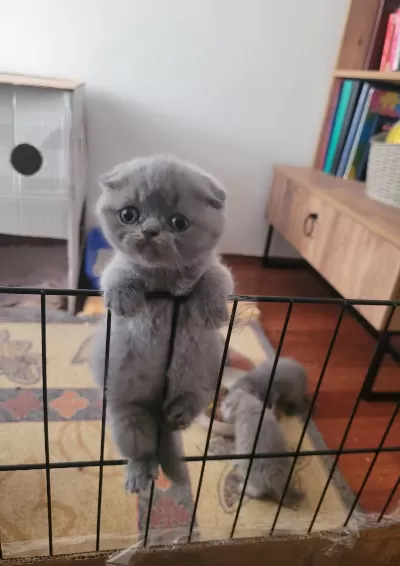 Müthiş Güzellikte Ev Ortamından Scottish Fold