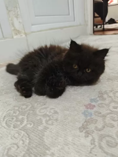 British Longhair Yavrularım