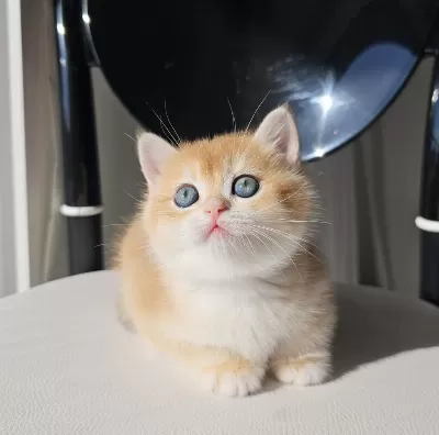 Safkan Golden British Shorthair