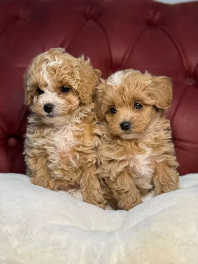 Wc Eğitimli Toy Boy Maltipoo Yavrularımız
