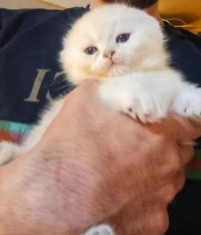 Sifir Kulak Show Kalite Scottish Fold
