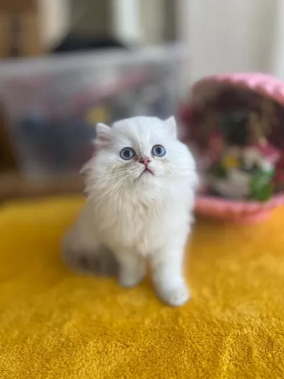 Diyarbakırın En Elit Saf Kan British Longhair Yavruları