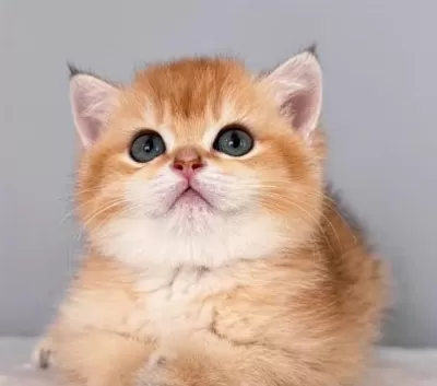 Muhteşem Golden British Longhair Ve Shorthair Yavrular