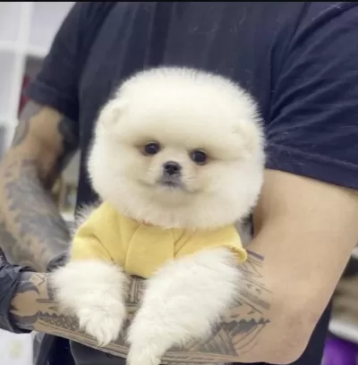 Pomeranian Boo Yavru