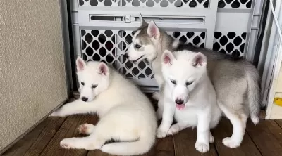 Safkan Mavi Gözlü Husky Yavrular