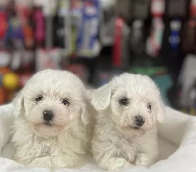 Kore Kan Maltese Terrier Yavrularim