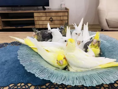 Lutino Ve Albino Sultan Papağanı