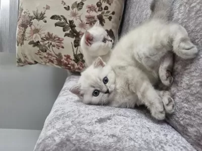 British Longhair Kedilerimiz Çok Sevimli Ve Çok Oyuncular