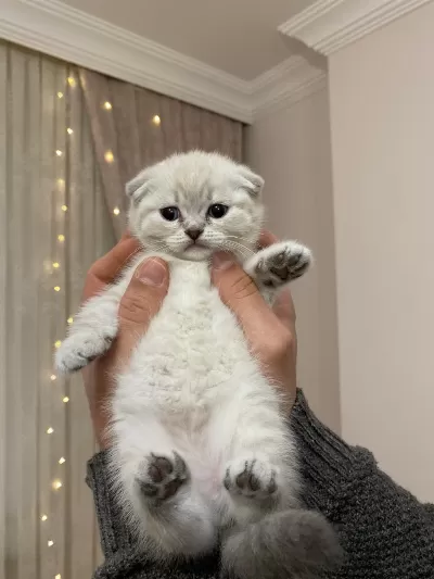 Güzel Bebek Kedilerim