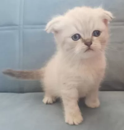 Scottish Fold Blue Point Yavru