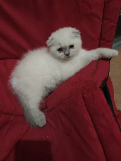 Scottish Fold Dişi Acil Sahiplendirilecek