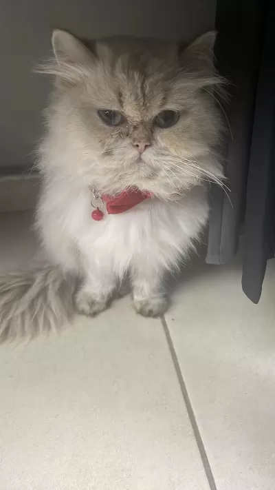 Çok Sevimli Evcil Kedimiz