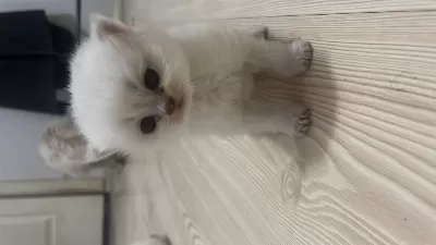 British Shorthair (açiklamayi Okuyun)