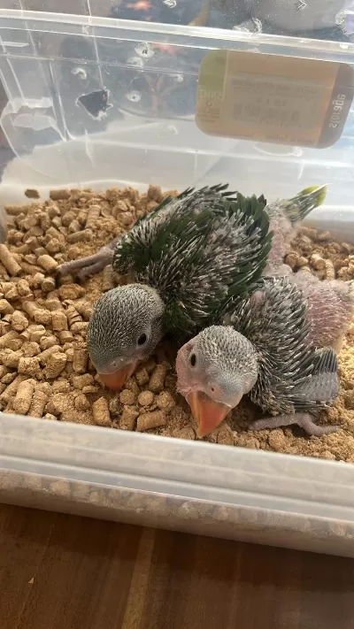 Bebek Alexander Papağanı