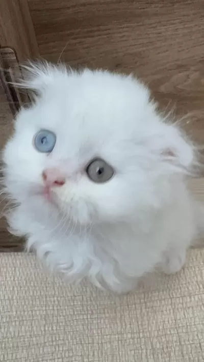 Scottish Fold Odd Eyes Yavrumuz