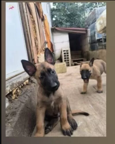 Belçika Kurdu Malinois Yavru