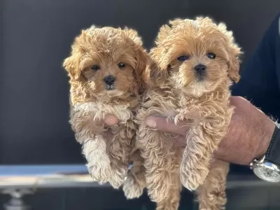 Wc Eğitimli Maltipoo Yavrularımız Ziyarete Açık