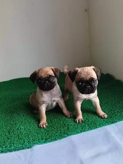 Pink Taşıyıcı Pug Yavrularımız
