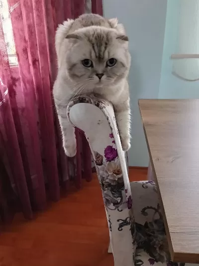 Ücretsiz Scottish Fold 4 Yaşında