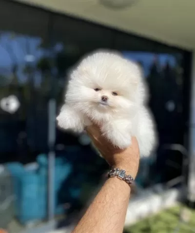 Pomeranian Boo Köpeği