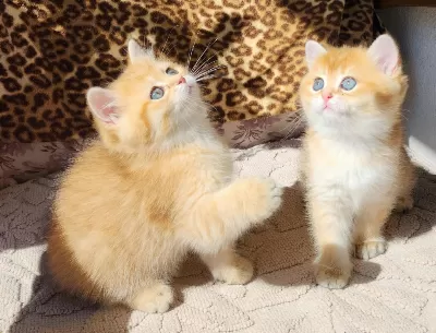 Safkan British Shorthair Ve Longhair Golden