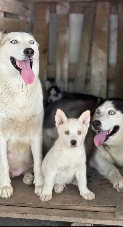 Sağlıklı Husky Yavrular