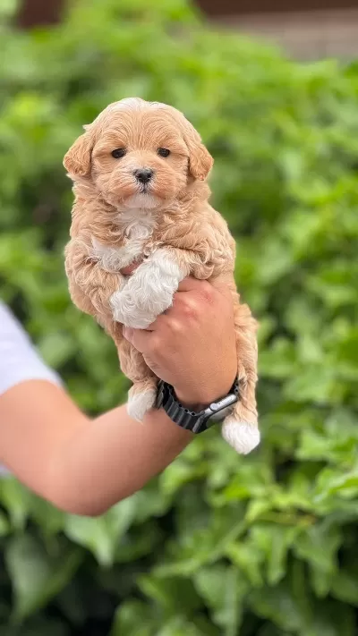 Ücretsiz Köpek Egitmeniyle Ev Düzeni Olusturma Hediyemiz