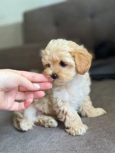 Maltipoo 0 Boy Bebeklerimiz