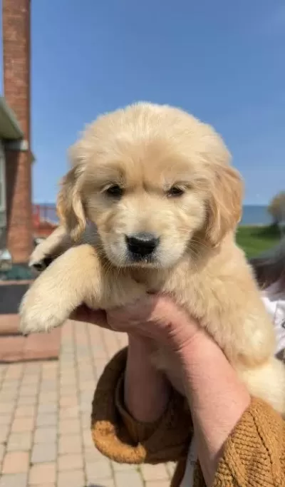 Güzellikten Yikilan Golden Retriever
