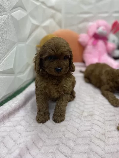 Erkek Dişi Üst Kalite Maltipoo Köpekler