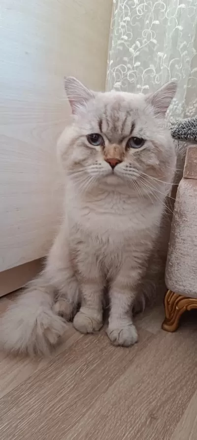 British Longhair Lynx Point